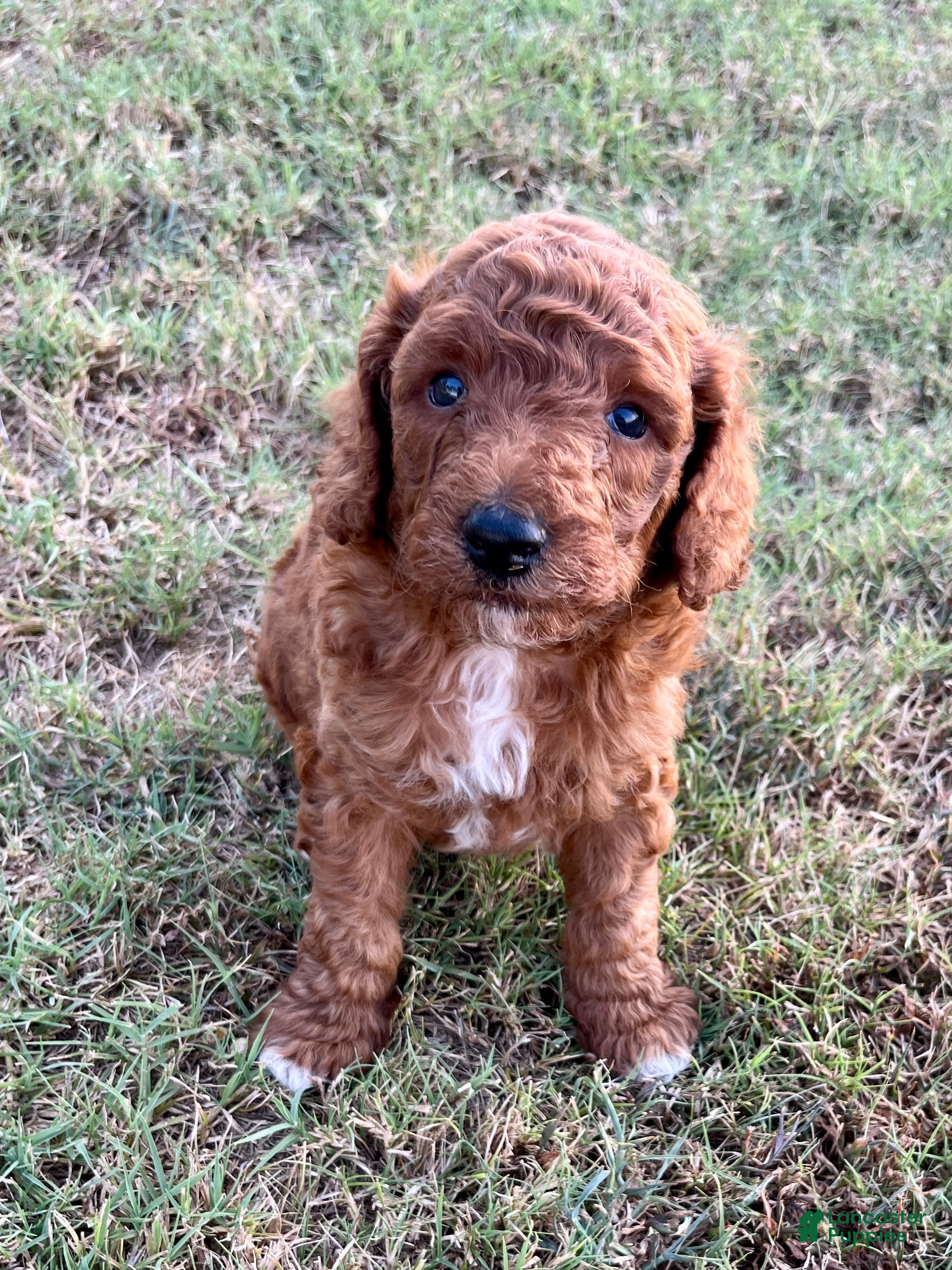 Goldendoodle dogs Robbie Medium-sized F1BB - Ad 1
