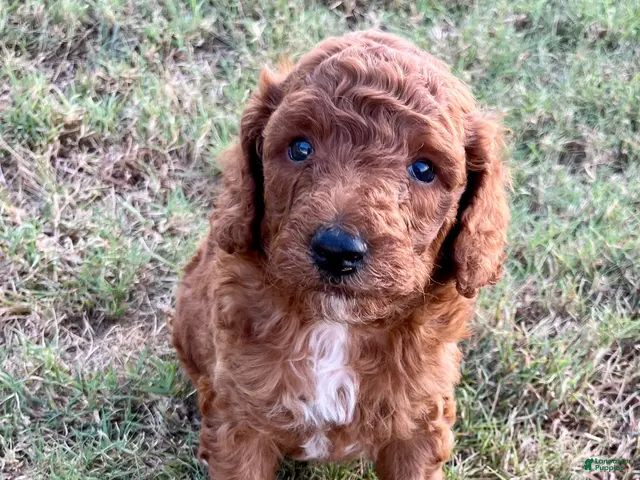 Goldendoodle dogs Robbie Medium-sized F1BB - Ad 2