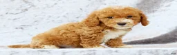 Bichpoo dogs for sale: Ethan - Ad 7