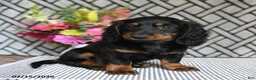 Miniature Dachshund dogs for sale: Tootsie - Ad 3