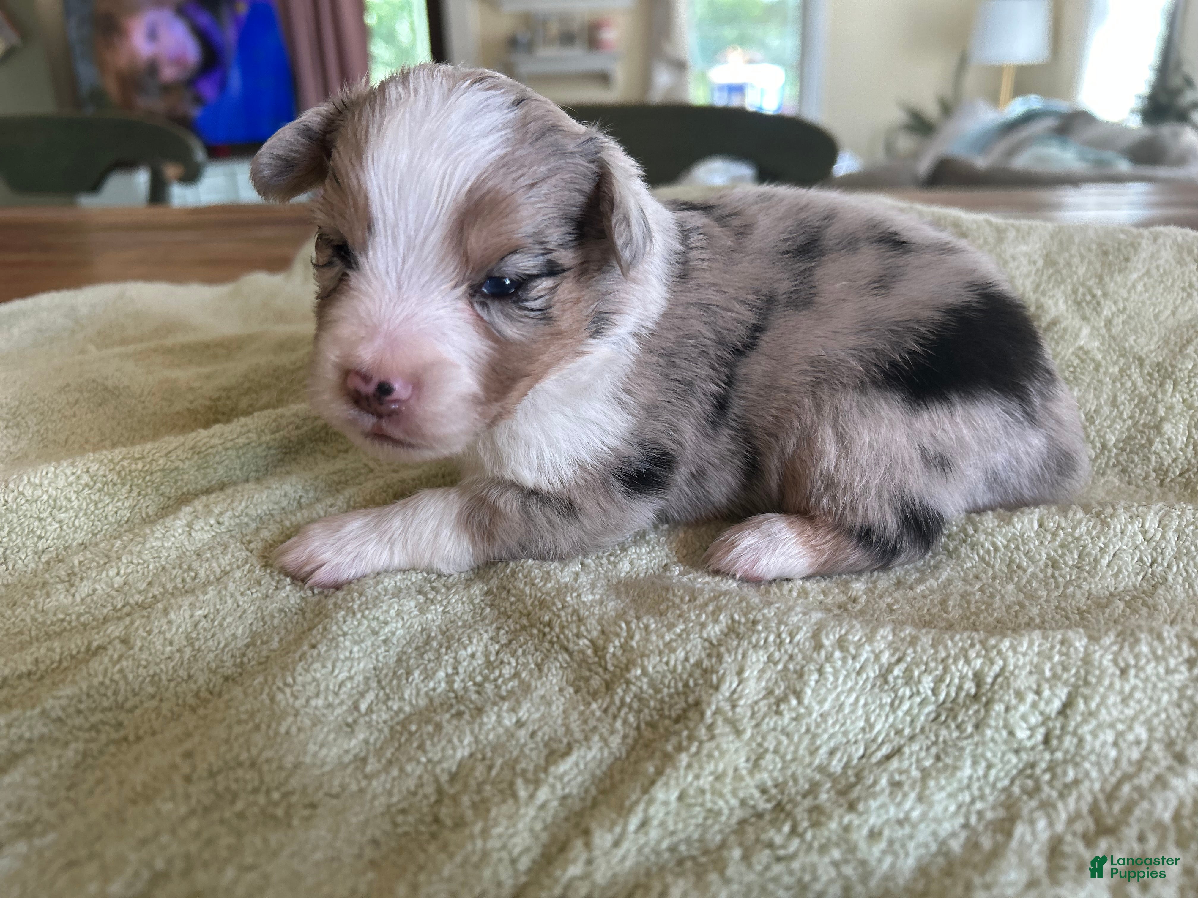 Mixed Breed dogs Leo - Ad 1