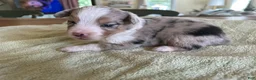 Mixed Breed dogs for sale: Leo - Ad 1