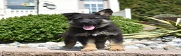 German Shepherd dogs for sale: Axel - Ad 4