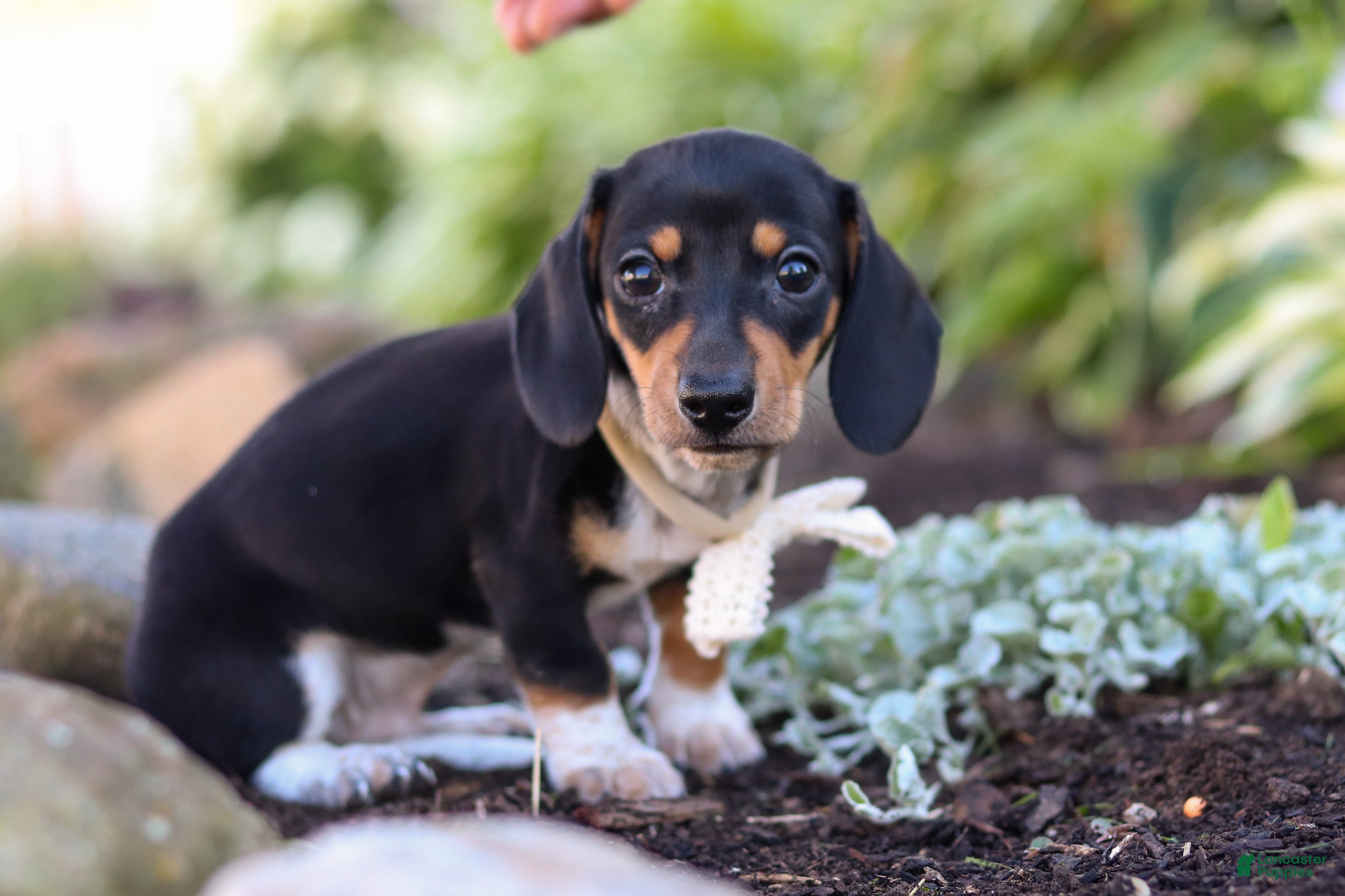 Miniature Dachshund dogs Duke - Ad 1