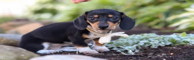 Duke