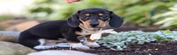 Miniature Dachshund dogs for sale: Duke - Ad 1