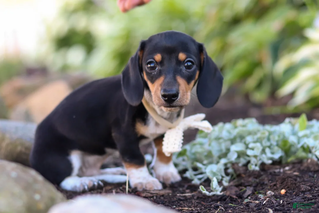 Miniature Dachshund dogs for sale: Duke - Ad 1