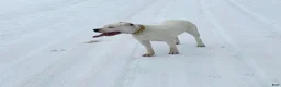 Dogo Argentino dogs for sale: Pink - Ad 4