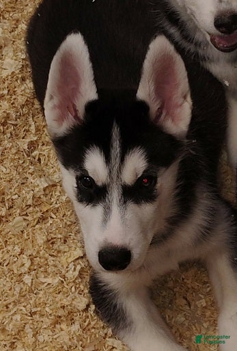 Siberian Husky dogs Big Mack - Ad 1