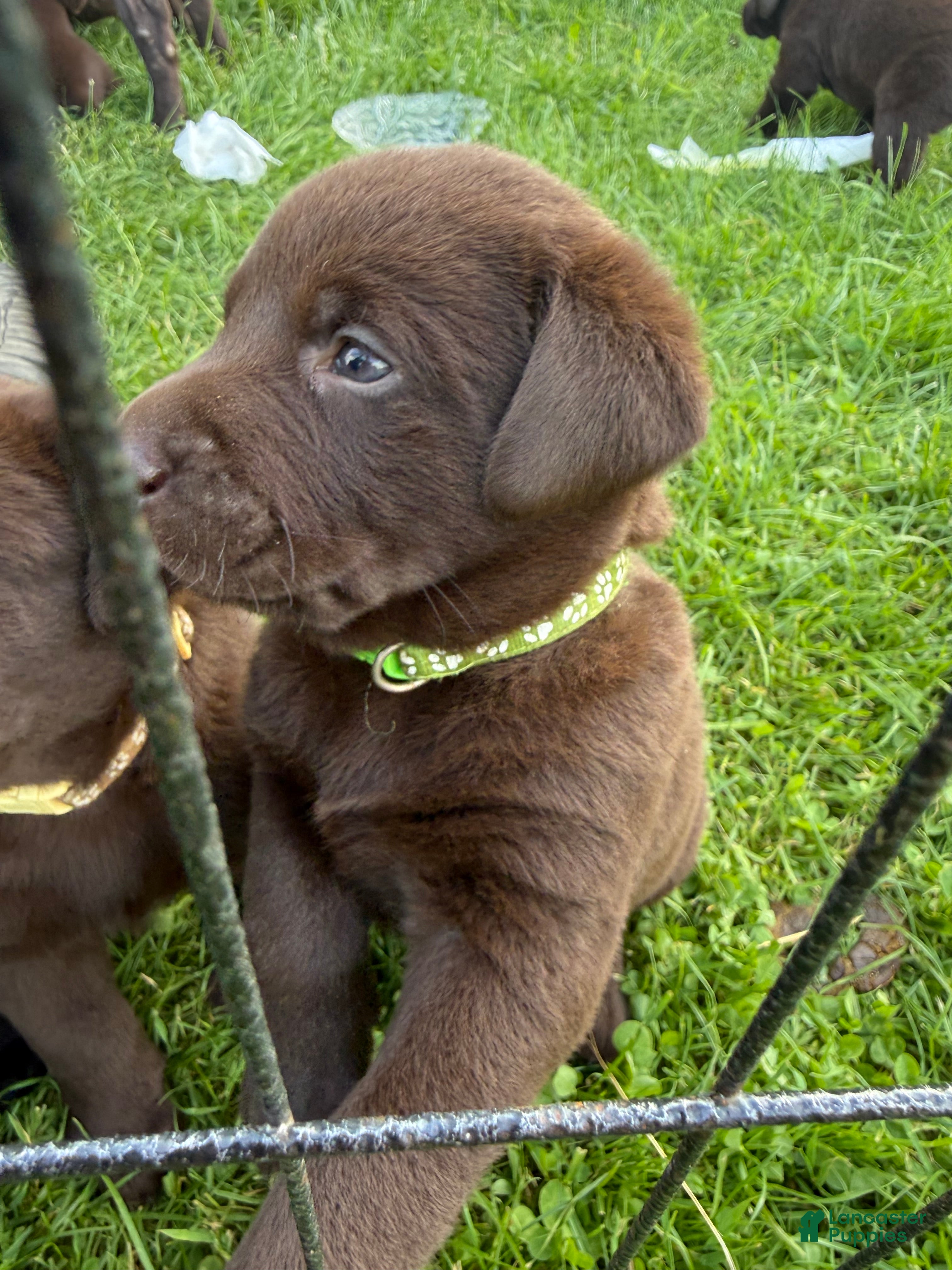 Labrador Retriever dogs Labrador Retriever Puppy GREEN tag TROOPER  - Ad 2