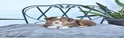Australian Shepherd dogs for sale: Anson - Ad 1