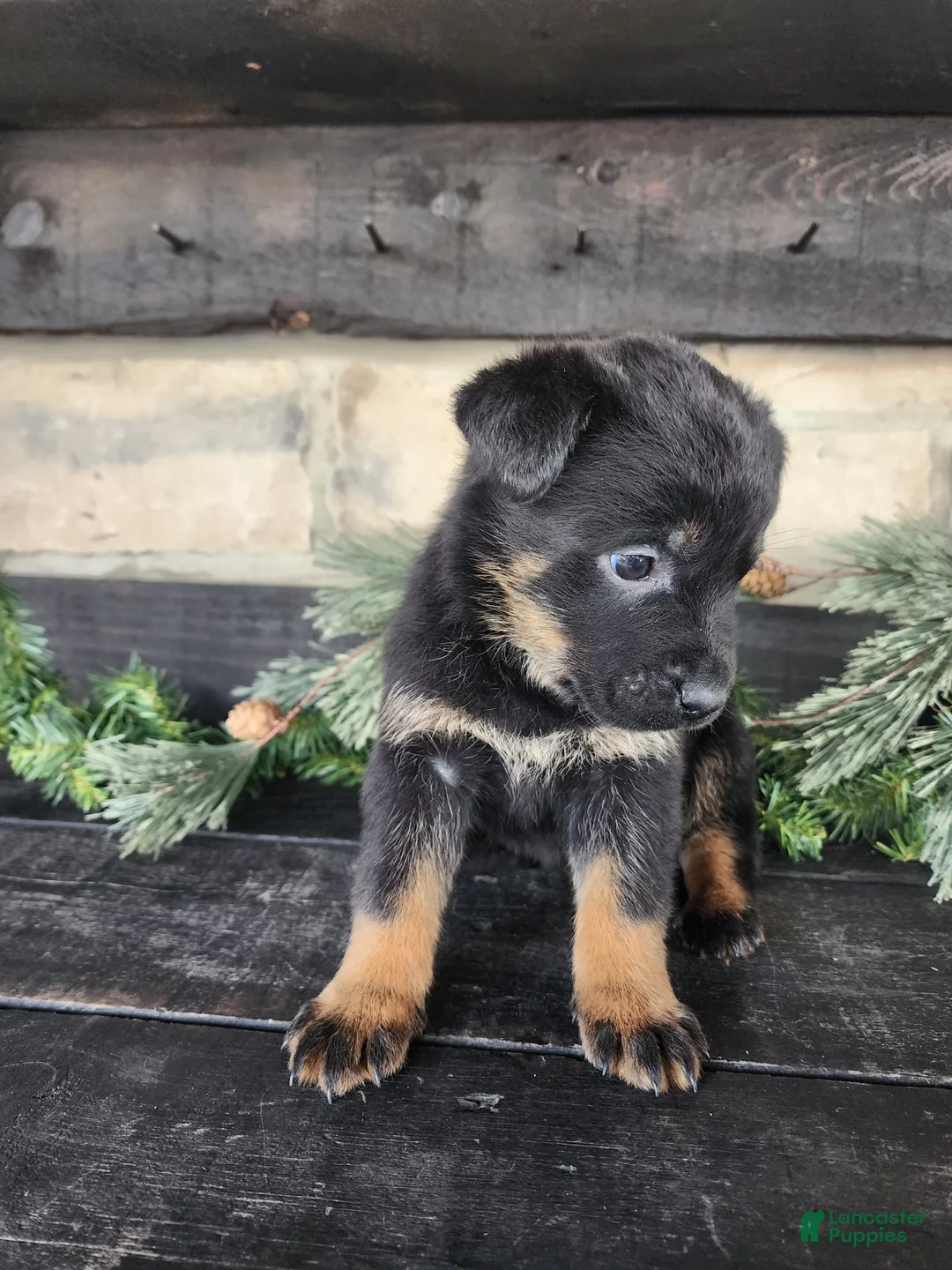 Mixed Breed dogs for sale: Rhonda  - Ad 3