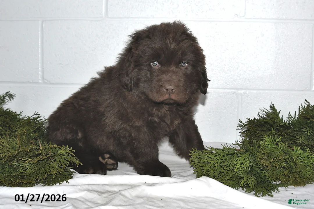 Newfoundland dogs for sale: Nicholas - Ad 4