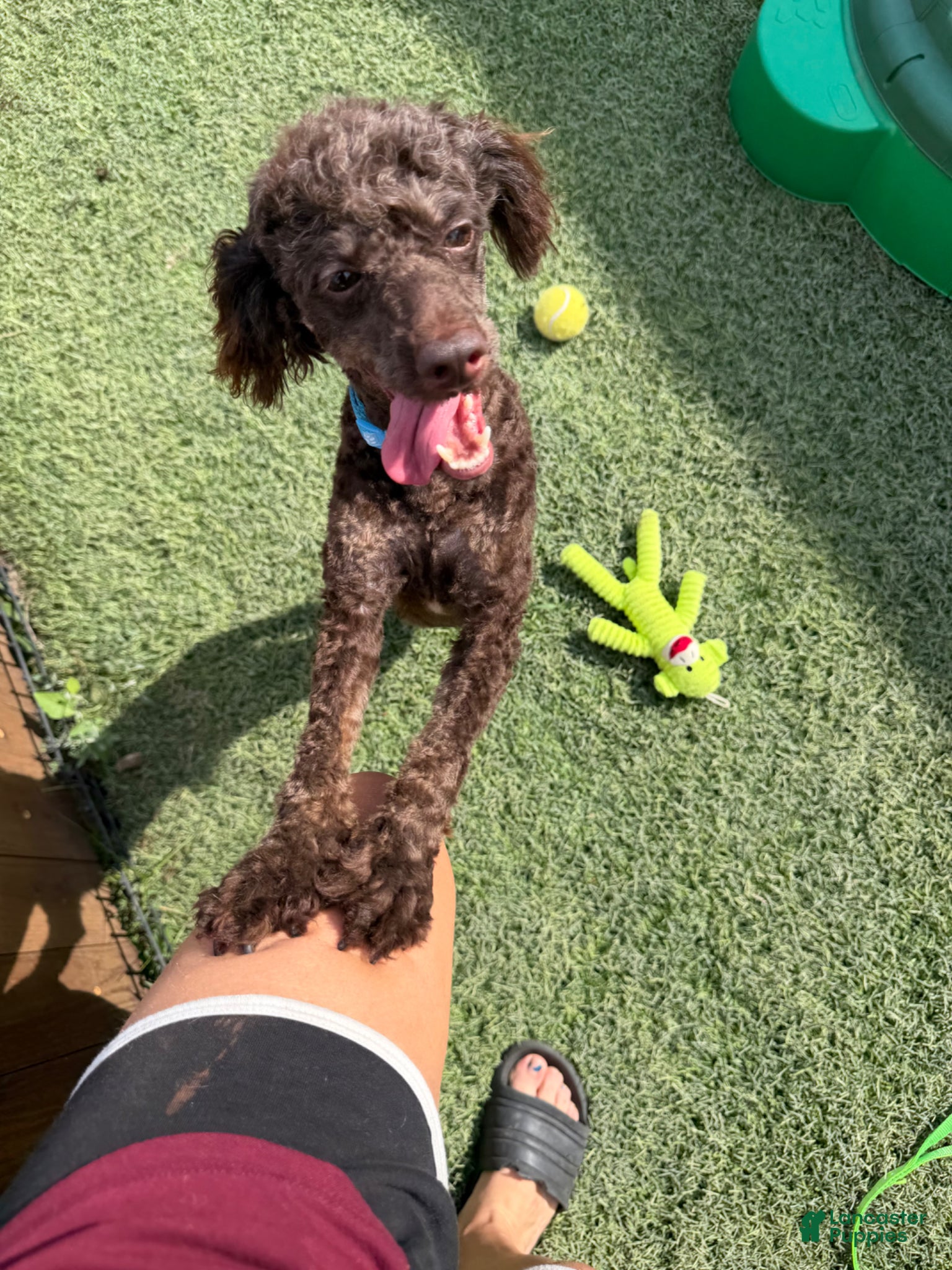 Miniature Poodle dogs for sale: Akc Clear Chocolate Phantom Animal Genetics tested - Ad 5