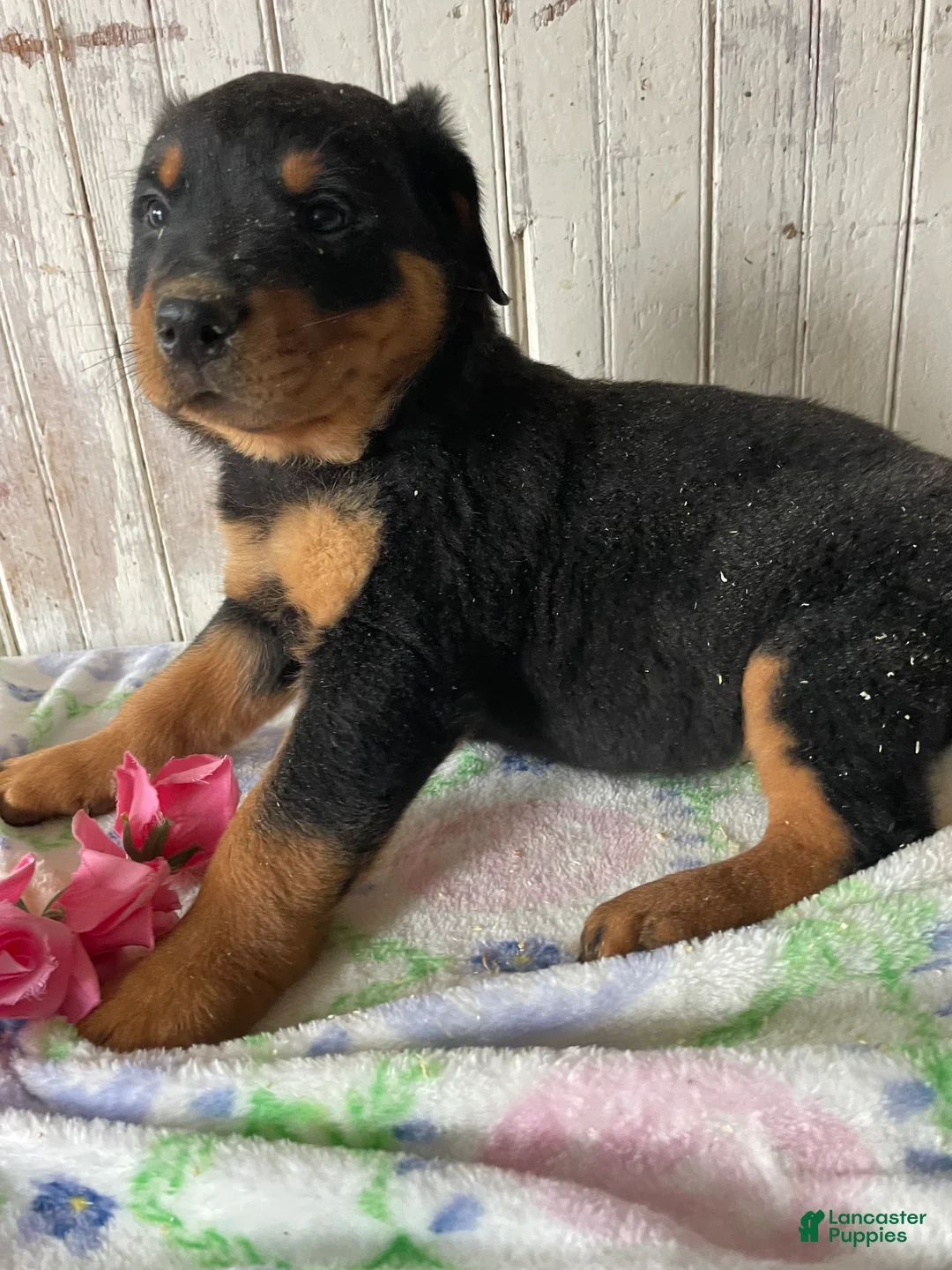 Rottweiler dogs for sale: Klaus - Ad 1