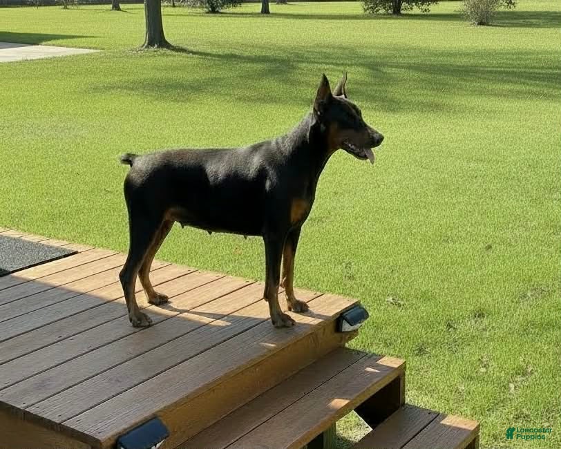 Doberman Pinscher dogs Doberman Pinscher Female 7 - Ad 4