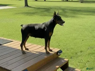 Doberman Pinscher dogs Doberman Pinscher Female 7 - Ad 4