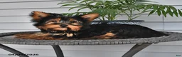 Yorkshire Terrier dogs for sale: Ranger - Ad 10