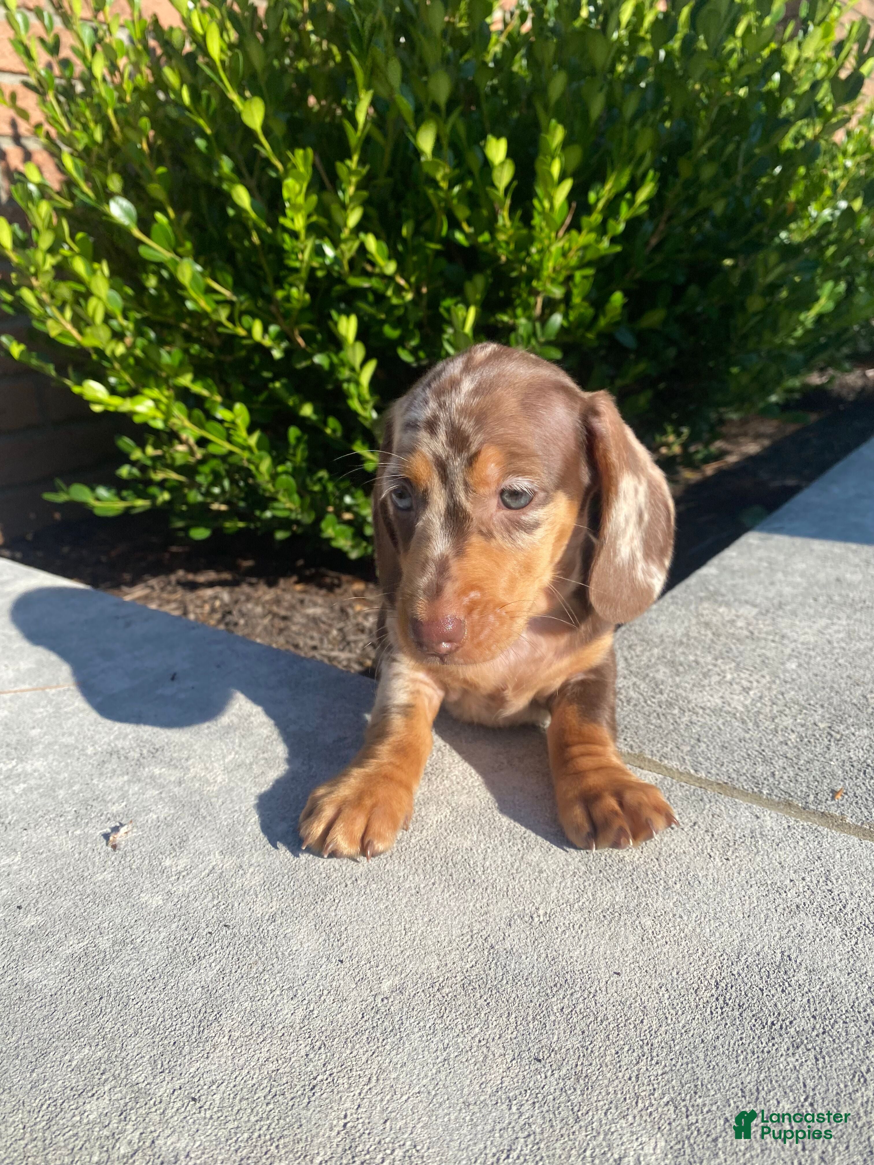 Miniature Dachshund dogs Brody - Ad 2