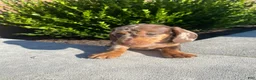 Miniature Dachshund dogs for sale: Brody - Ad 2