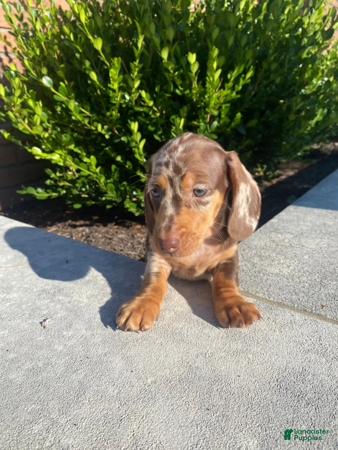 Miniature Dachshund dogs for sale: Brody - Ad 2