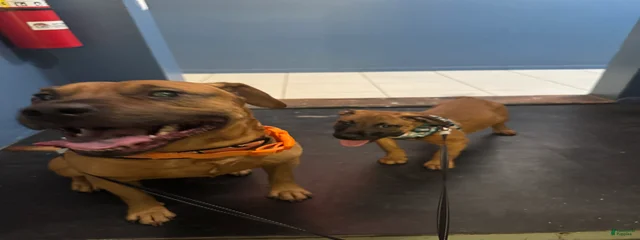 Choco 
