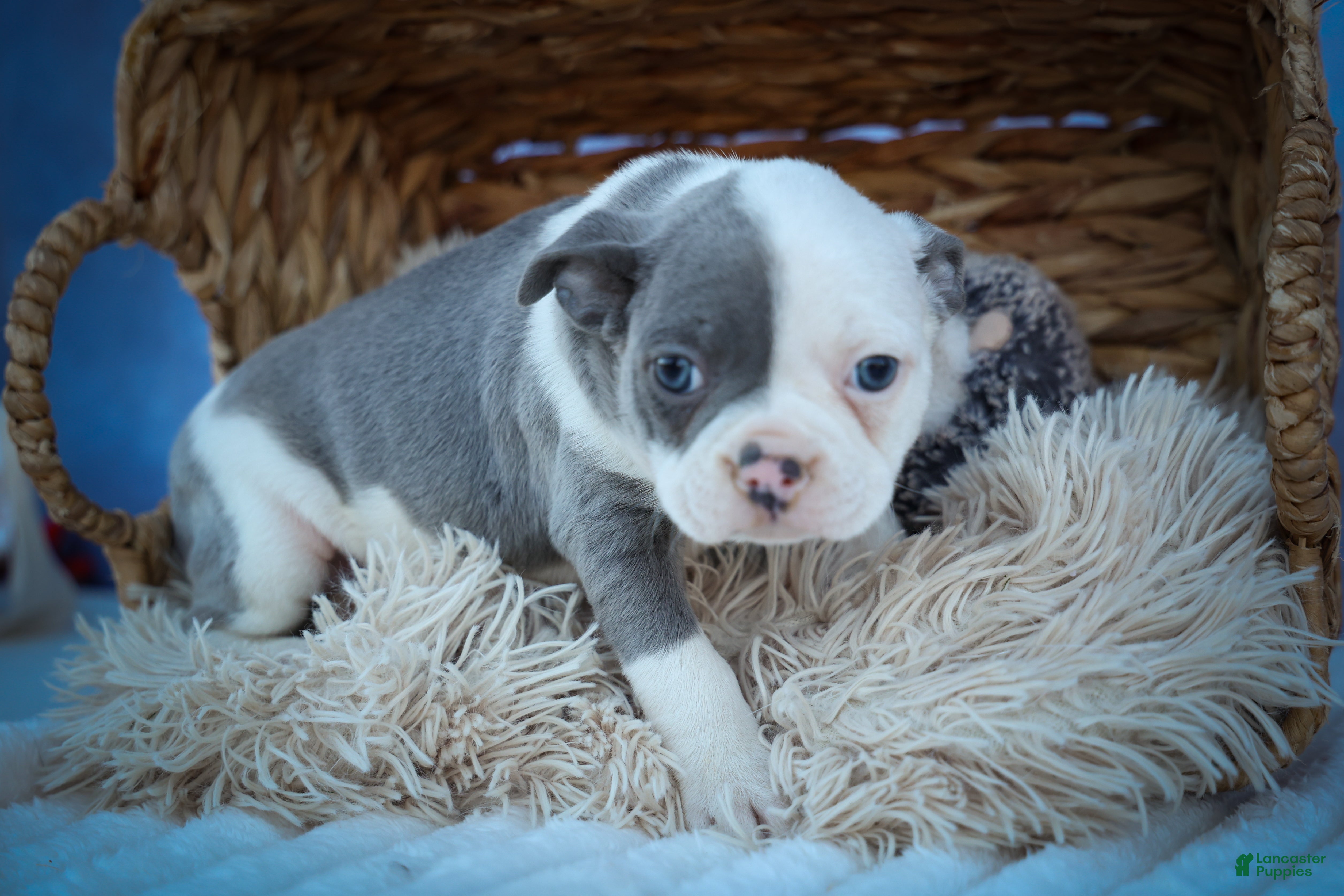 Frenchton dogs Penelope 🎀 — A Charming F2 Frenchton Puppy! - Ad 1