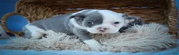 Frenchton dogs for sale: Penelope 🎀 — A Charming F2 Frenchton Puppy! - Ad 1
