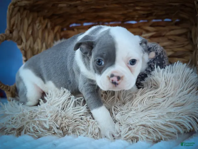 Frenchton dogs Penelope 🎀 — A Charming F2 Frenchton Puppy! - Ad 1