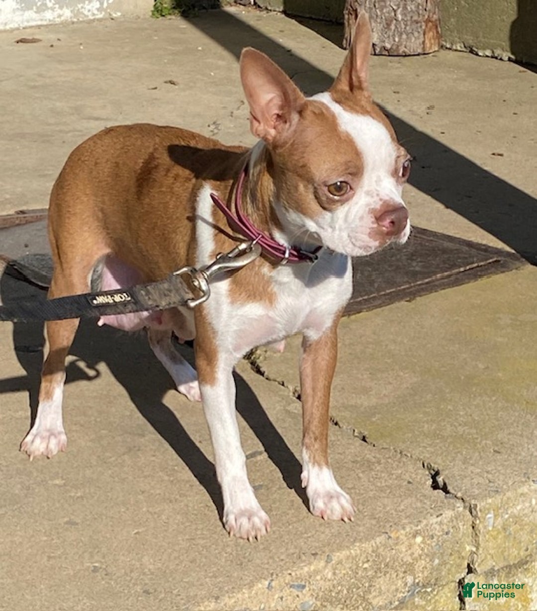 Frenchton dogs for sale: Gypsy - Ad 7