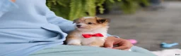 Mixed Breed dogs for sale: Milo - Ad 14