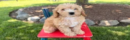 Cockapoo dogs for sale: Megan  - Ad 4