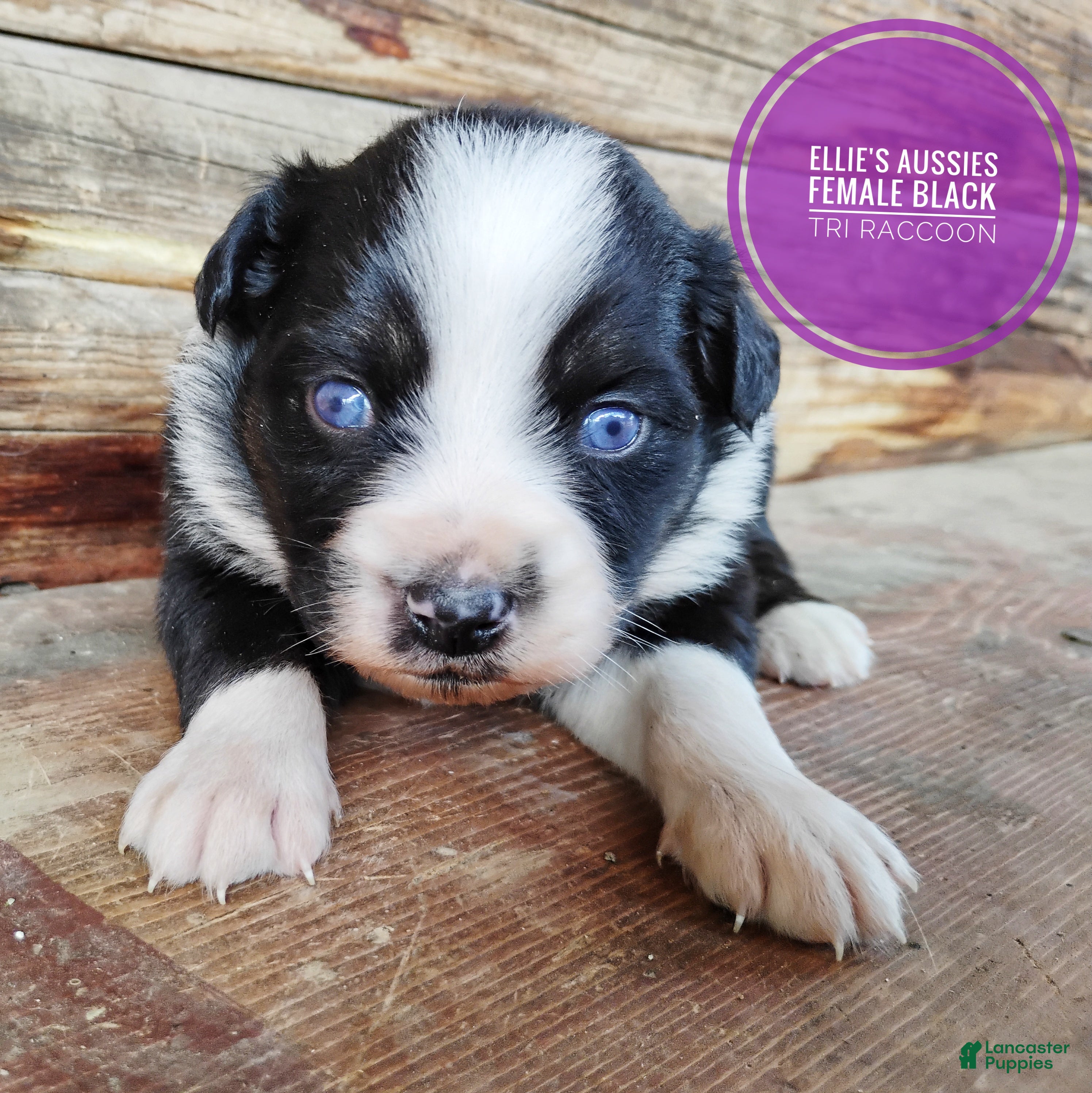 Miniature Australian Shepherd dogs Skunk - Ad 2