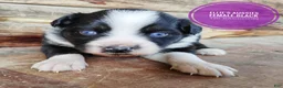 Miniature Australian Shepherd dogs for sale: Skunk - Ad 2