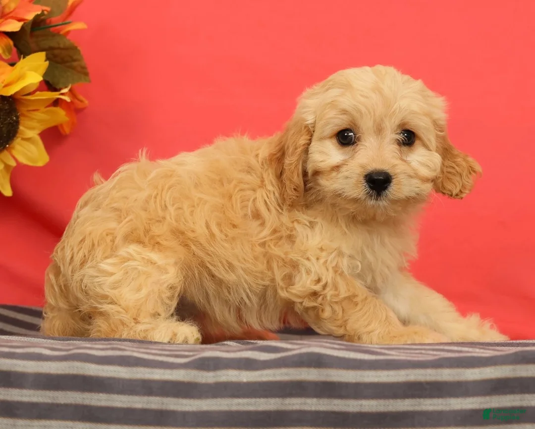 Cavapoo dogs for sale: Violet - Ad 2