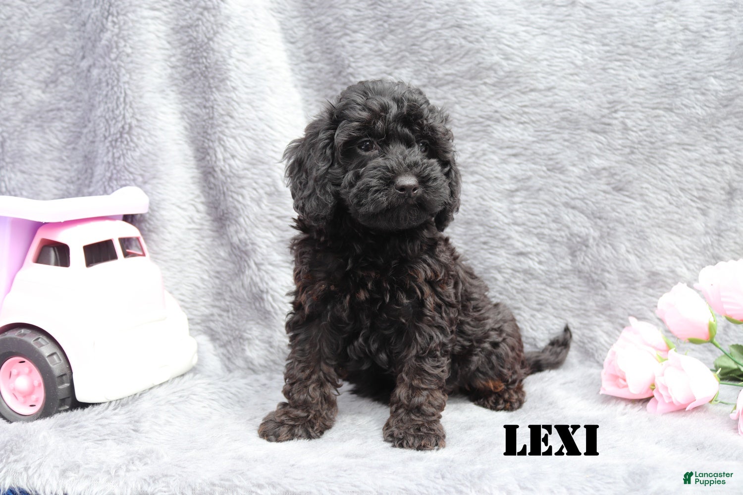 Mini Goldendoodle dogs for sale: Lexi - Ad 5