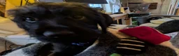 Mixed Breed dogs for sale: Bluey - Ad 2