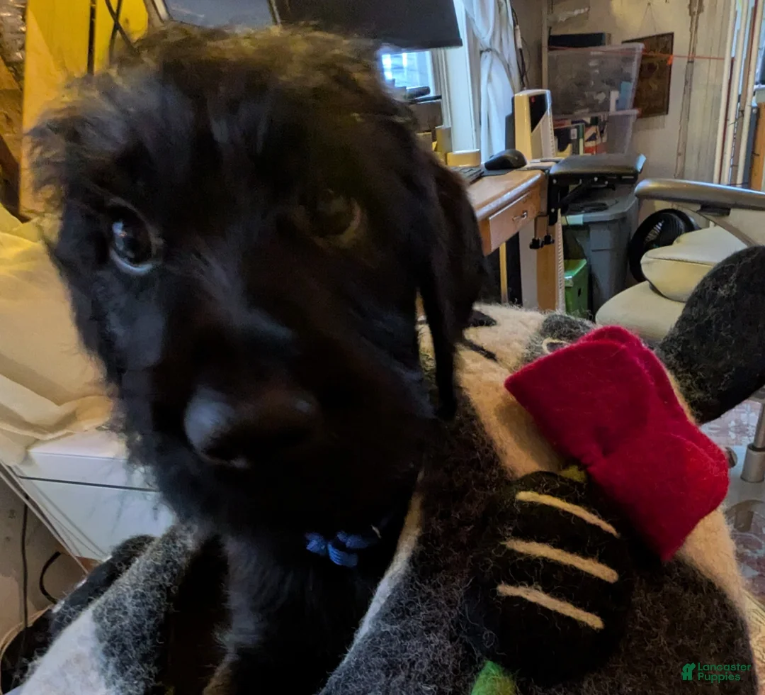 Mixed Breed dogs for sale: Bluey - Ad 2