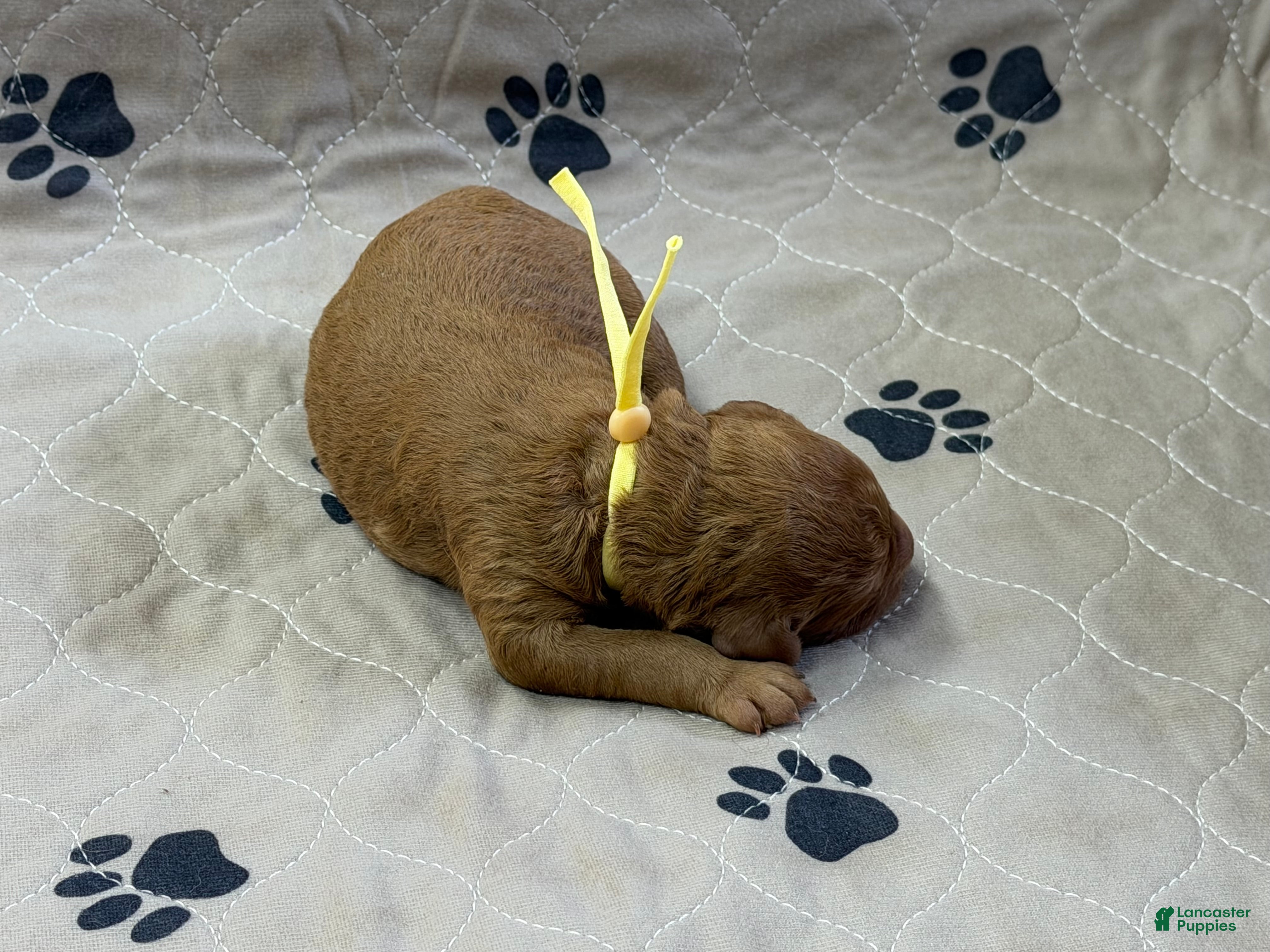 Goldendoodle dogs Yellow - Goldendoodle Puppy 7 - Ad 2