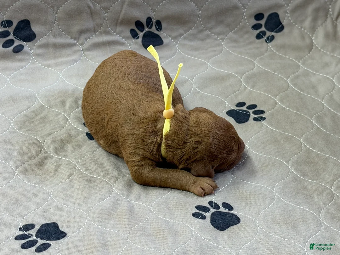 Goldendoodle dogs for sale: Yellow - Goldendoodle Puppy 7 - Ad 2