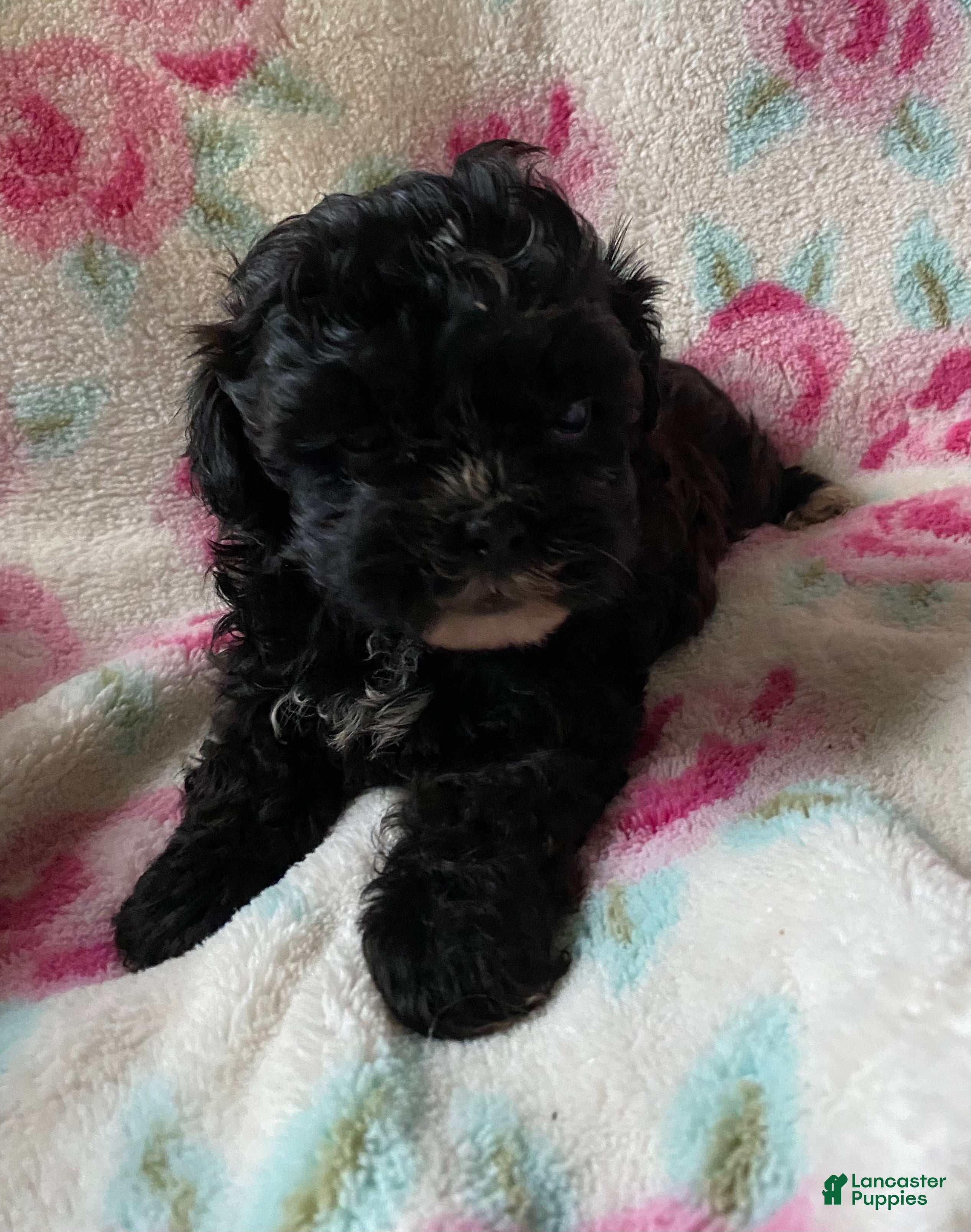Shihpoo dogs Cookie  - Ad 36