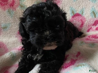 Shihpoo dogs Cookie - Ad 36