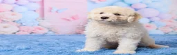Aussiedoodle dogs for sale: Ace - Ad 4