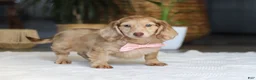 Miniature Dachshund dogs for sale: Schnitzel - Ad 2