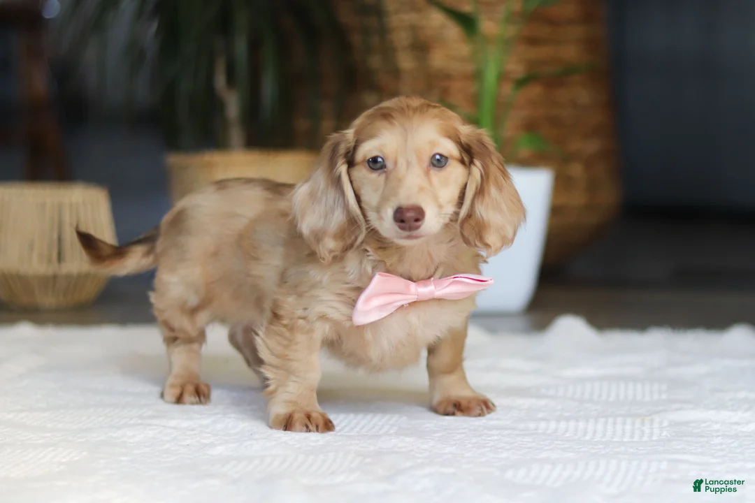 Miniature Dachshund dogs for sale: Schnitzel - Ad 2