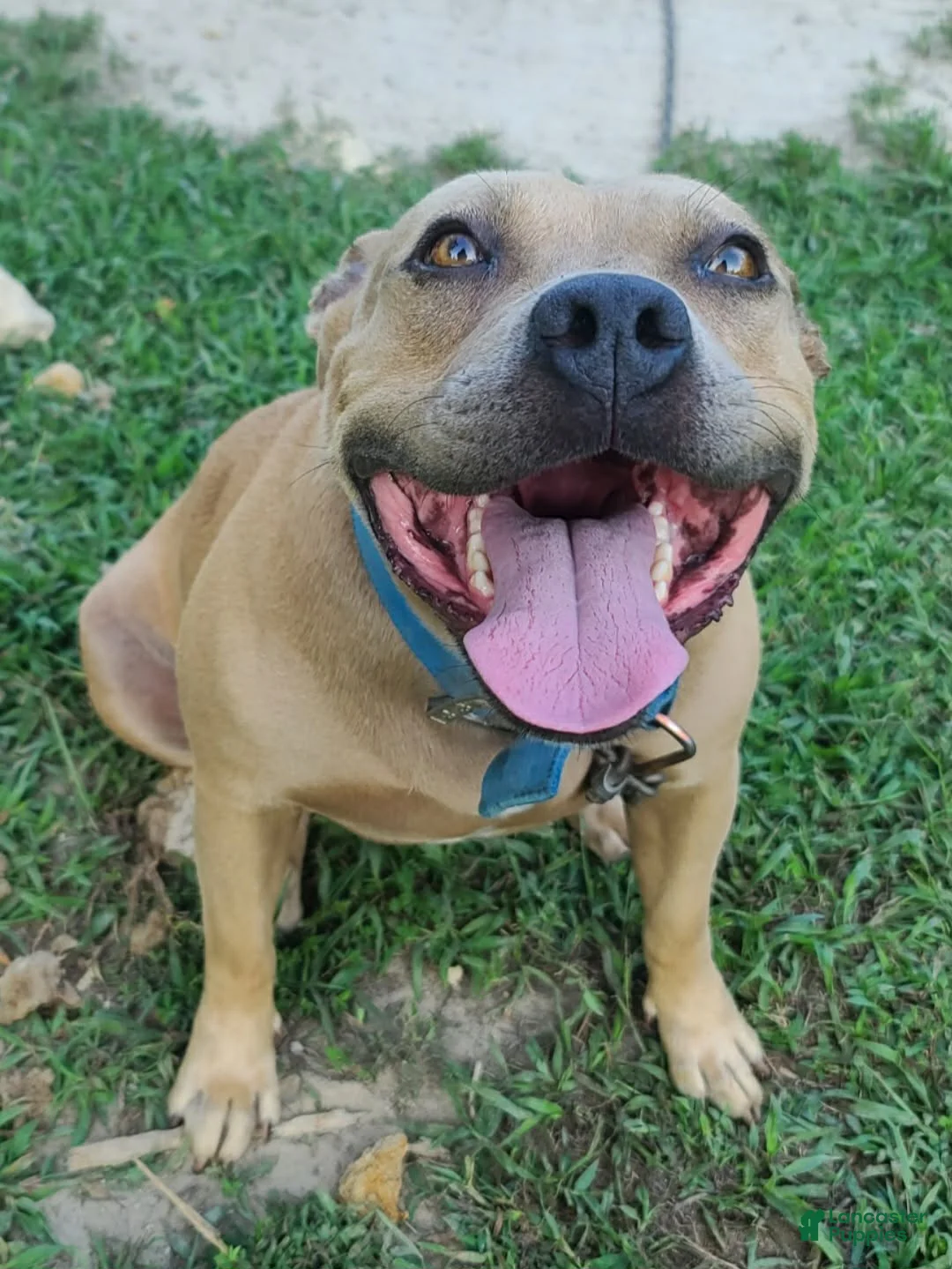 American Staffordshire Terrier dogs for sale: American Staffordshire Terrier Puppy 5 - Ad 6