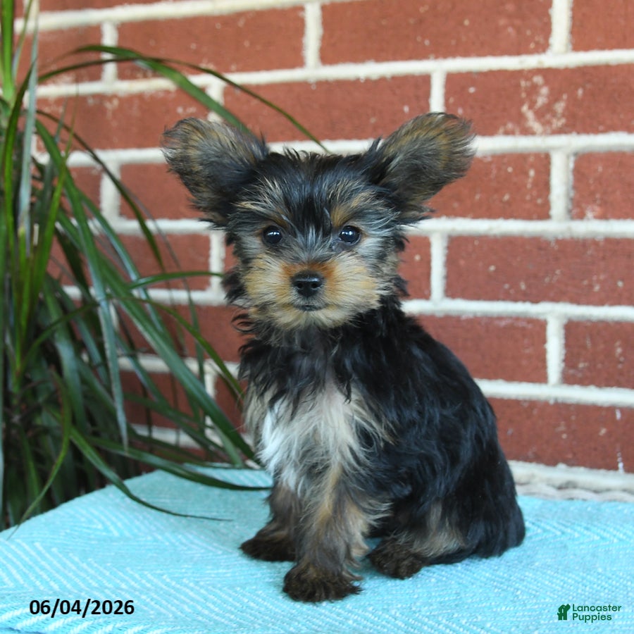 Yorkshire Terrier dogs Nutella - Ad 1