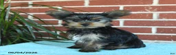 Yorkshire Terrier dogs for sale: Nutella - Ad 7