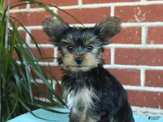 Yorkshire Terrier dogs for sale: Nutella - Ad 3