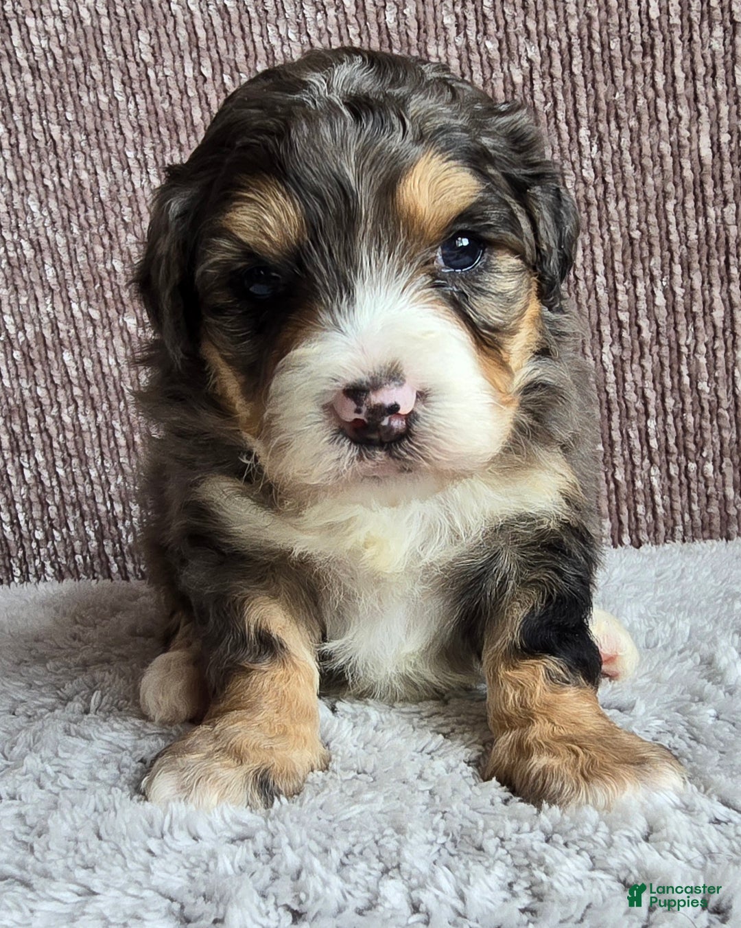 Mini Bernedoodle dogs for sale: Mini Bella - Ad 11